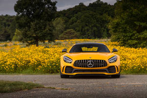 Amg Gtr Against Yellow Flowers Wallpaper