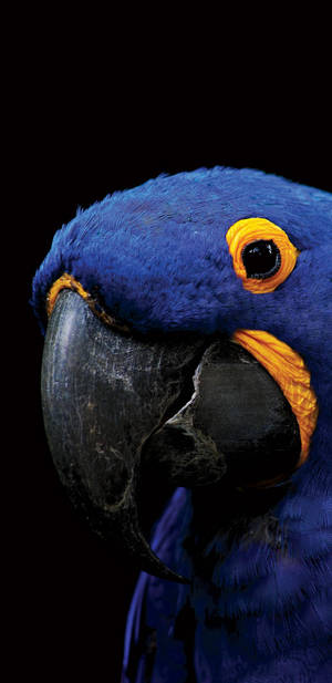 Amoled Cute Blue Parrot Wallpaper