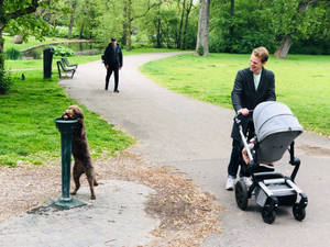 Amsterdam Vondel Park Dog Wallpaper