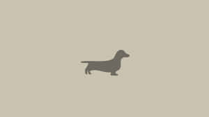 An Adorable Dachshund Out For A Walk Wallpaper