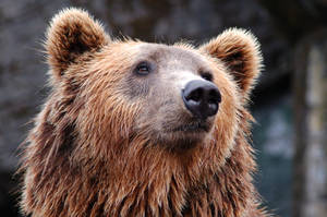An Adult Brown Grizzly Bear Nose-to-nose With The Camera. Wallpaper
