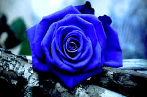 An Alluring Blue Rose Blooms In The Morning. Wallpaper