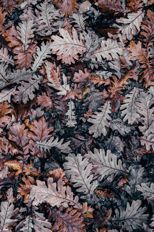 An Array Of Colorful Dried Oak Leaves In Autumn Wallpaper