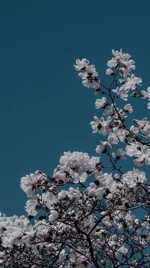 An Array Of Gorgeous Blue Flowers To Bring Cheer And Happiness. Wallpaper