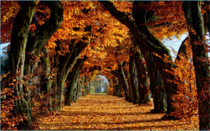 An Autumn View Of New England Wallpaper