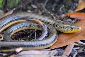 An Eastern Glass Lizard In Its Natural Habitat Wallpaper