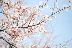 An Elegant Cherry Blossom Tree Surrounded By Lush Green Grass Wallpaper
