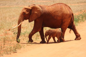 An Elephant Calf In Its Wild Habitat Wallpaper