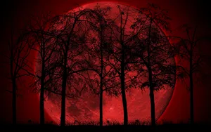 An Escape To The Enchanting Anime Forest Wallpaper