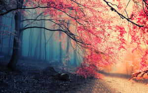 An Ethereal Redwood Forest Wallpaper