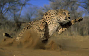 An Intense Look At A Cheetah Wallpaper