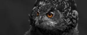 An Owl's Intent Gaze Amidst A Swirl Of Darkness Wallpaper
