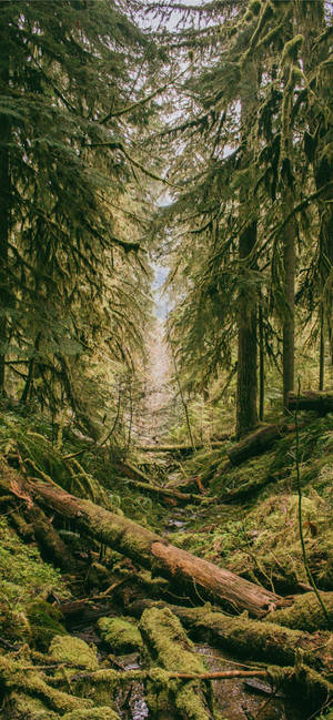 Ancient Mystical Green Forest Iphone Wallpaper