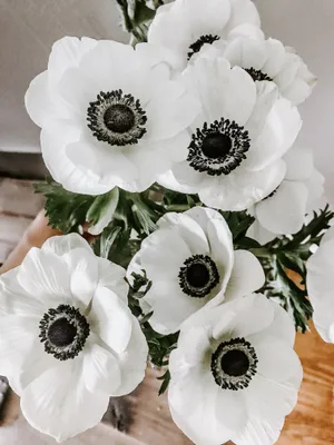 Anemone Blossom In Full Bloom Wallpaper