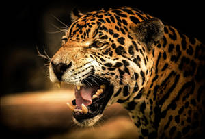 Angry Leopard Animal Roar Hd Wallpaper