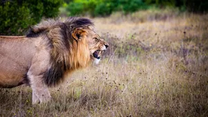 Angry Lion On Dry Field Wallpaper