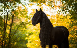 Animal Horse Bokeh Hd Wallpaper | Background Image Wallpaper