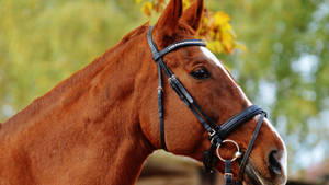 Animal Horse Close-up Bokeh Hd Wallpaper | Background Image Wallpaper