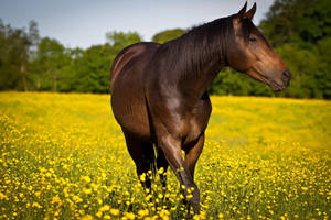 Animal Horse Field Flower Close-up Hd Wallpaper | Background Image Wallpaper