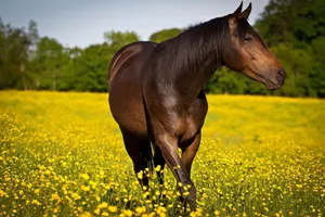 Animal Horse Field Flower Close-up Hd Wallpaper | Background Image Wallpaper