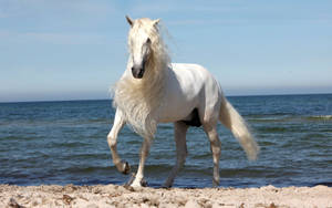 Animal Horse Hd Wallpaper | Background Image Wallpaper