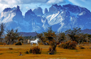 Animal Horse Patagonia Chile Mountain Landscape Torres Del Paine National Park Hd Wallpaper | Background Image Wallpaper