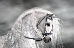 Animal Horse White Hd Wallpaper | Background Image Wallpaper