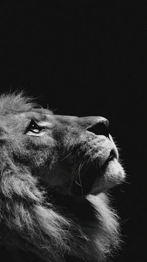 Animal Lion Black And White Portrait Iphone Wallpaper