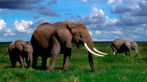 Animal Planet African Elephant Wallpaper