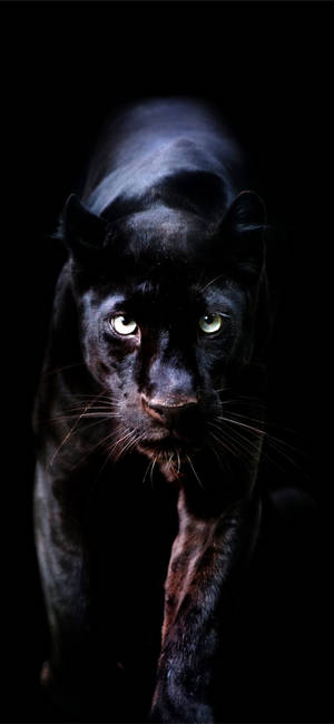 Animal Planet Black Panther Wallpaper
