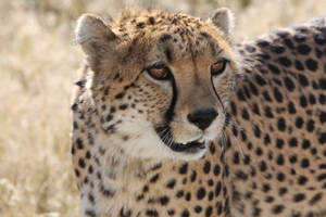 Animal Planet Cheetah Wallpaper