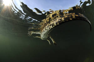 Animal Planet Crocodile Underwater Wallpaper