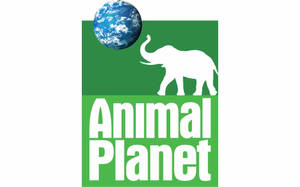 Animal Planet Elephant Logo Wallpaper