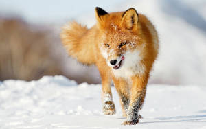 Animal Planet Fox In Snow Wallpaper