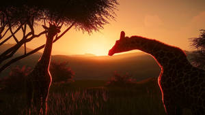 Animal Planet Giraffes Silhouette Wallpaper