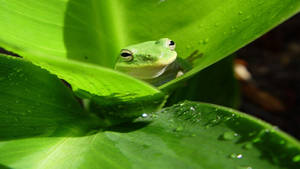 Animal Planet Green Frog Wallpaper