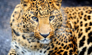 Animal Planet Leopard Wallpaper