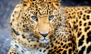 Animal Planet Leopard Wallpaper