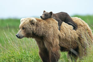 Animal Planet Mother Bear With Cub Wallpaper