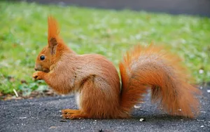 Animal Planet Red Squirrel Wallpaper