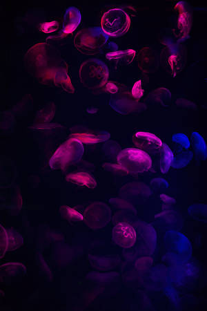 Animated Pink Jellyfish Wallpaper