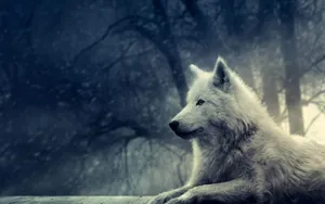 Anime Wolf White Aesthetic In Creepy Forest Wallpaper