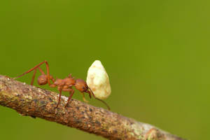 Ant Food Wallpaper