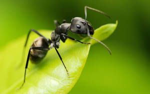 Ant Green Leaf Wallpaper