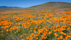 Antelope Valley Poppy Field Wallpaper