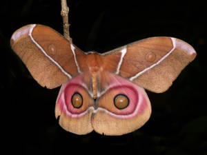 Antherina Suraka Silkmoth Colorful Insect Wallpaper