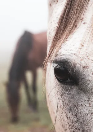 Appaloosa Horse's Eye Wallpaper