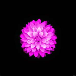 Apple Flower Light Violet Dahlia Pinnata Wallpaper