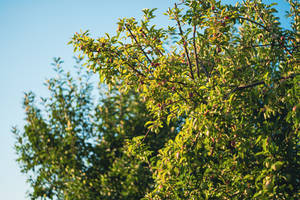 Apple Fruits Growing On A Tree Wallpaper