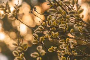 April Green Leaves Plant Wallpaper
